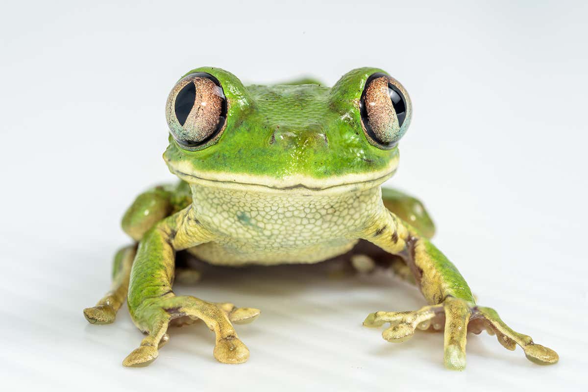 big-frog-eyes
